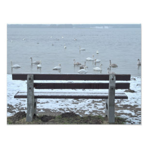 Swans, See und Bank - Foto drucken