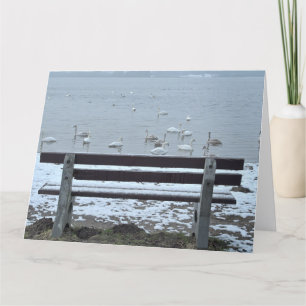 Swans, See und Bank - Grußkarte Karte