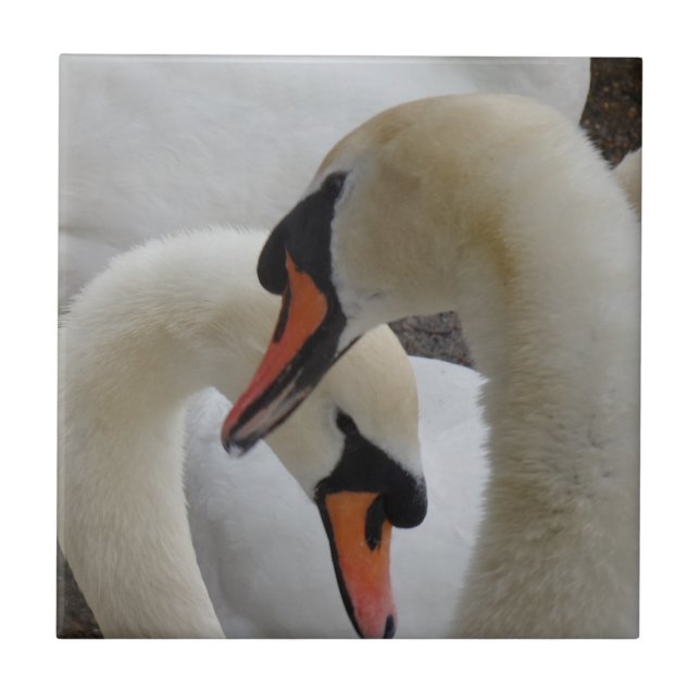 Swans Small (4,25" x 4,25") Keramik Foto Tile Fliese (Vorderseite)