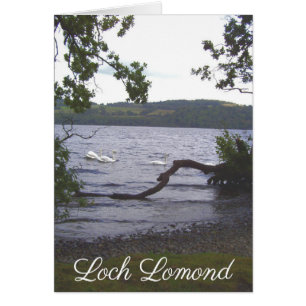 Swans sur Loch Lomond