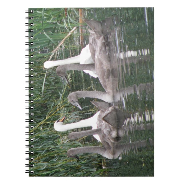 SWans und Cygnets-Notebook Notizblock (Vorderseite)