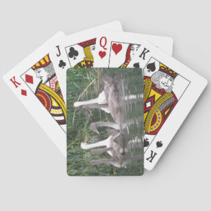 Swans und Cygnets spielen Karten Spielkarten