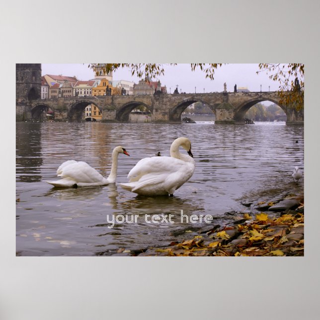 Swans und Karlsbrücke in Prag Poster (Vorne)