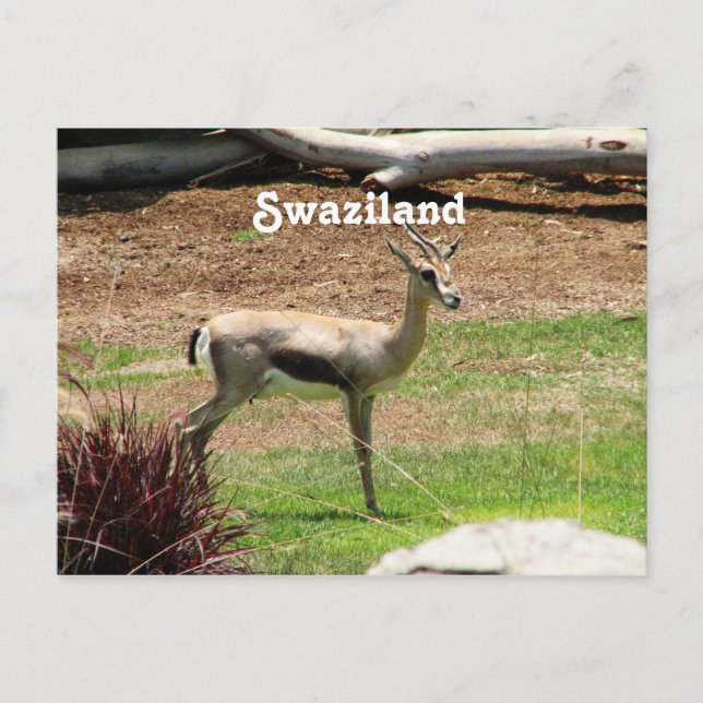 Swaziland Gazelle Postkarte (Vorderseite)