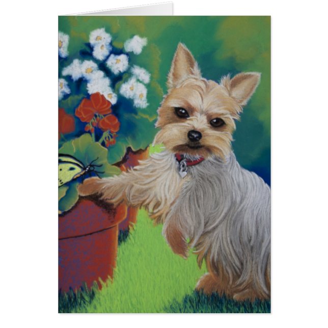 Sweentess Yorkie (Vorne)