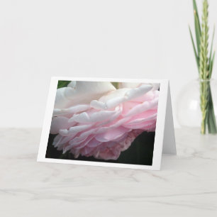 Sweep Pink Rose Blume Gruß oder Mitteilungskarten