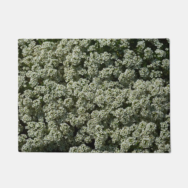 Sweet Alyssum Blume Weiße Blüte Fußmatte (Vorderseite)