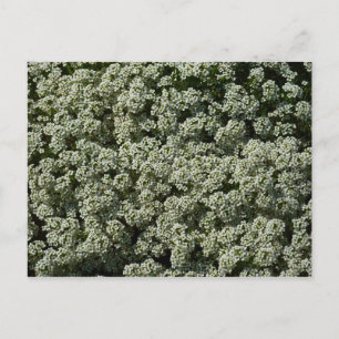 Sweet Alyssum Blume Weiße Blüte Postkarte