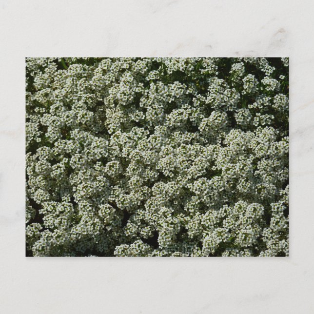 Sweet Alyssum Blume Weiße Blüte Postkarte (Vorderseite)