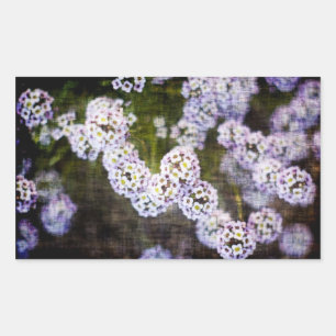 Sweet Alyssum in Grunge Rechteckiger Aufkleber