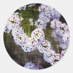 Sweet Alyssum in Grunge Runder Aufkleber