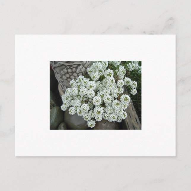 Sweet Alyssum Postkarte (Vorderseite)