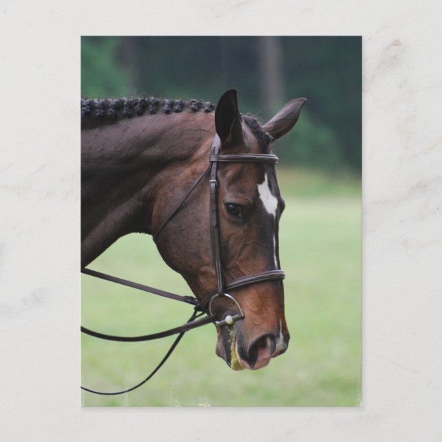 Sweet Arabian Horse Postcard Postkarte (Vorderseite)