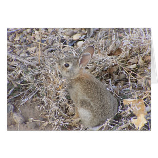 Sweet Baby Bunny
