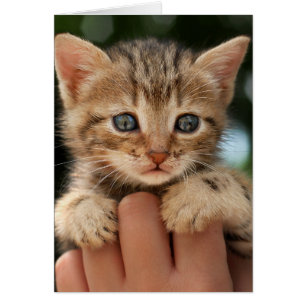 Sweet Baby Kitten