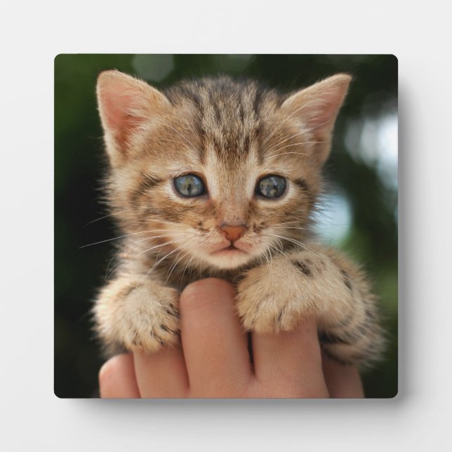 Sweet Baby Kitten Fotoplatte (Vorderseite)