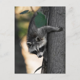 Sweet Baby Raccoon Postkarte