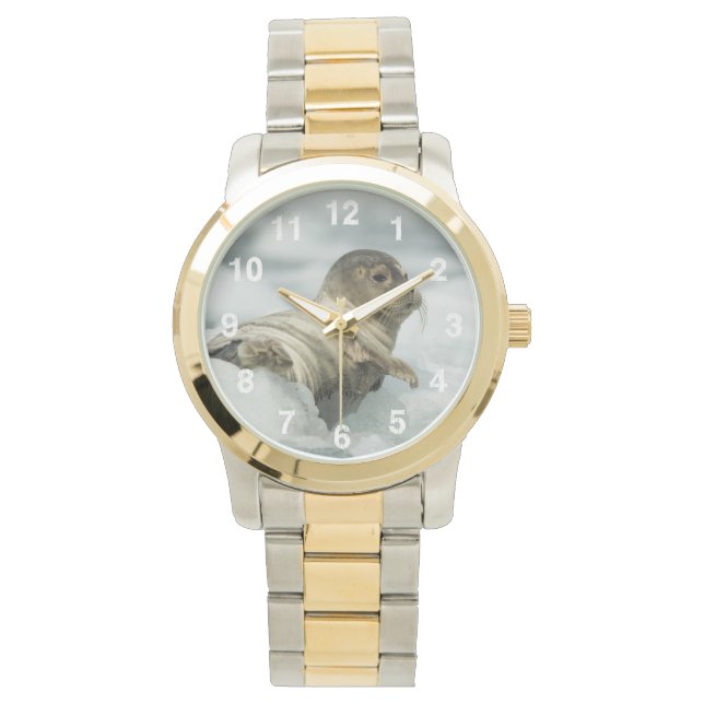 Sweet Baby Siegel Armbanduhr (Vorderseite)