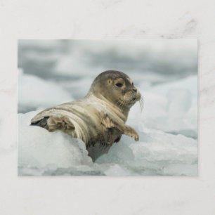 Sweet Baby Siegel Postkarte