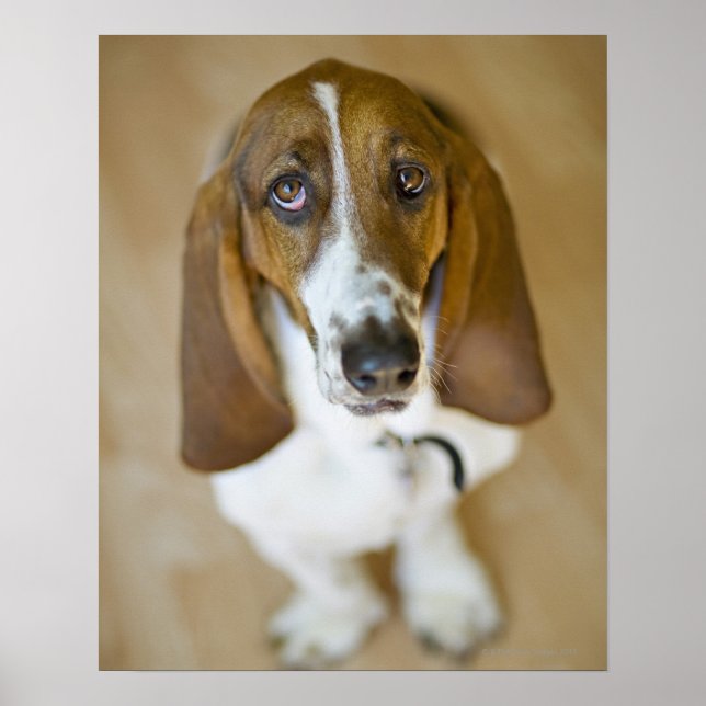 Sweet Bassett Hound Poster (Vorne)