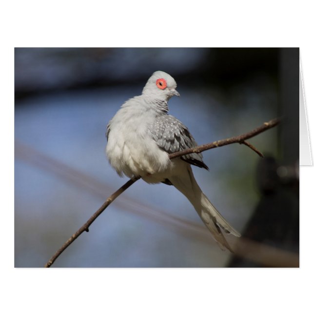 Sweet Beautiful Diamond Dove (Vorderseite (Horizontal))