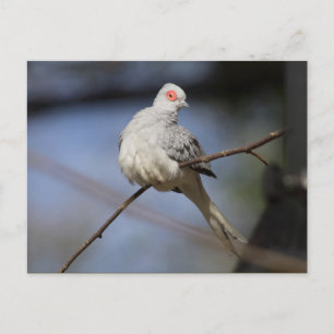 Sweet Beautiful Diamond Dove Postkarte