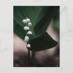 Sweet Bells Postcard Postkarte