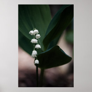 Sweet Bells Print Poster