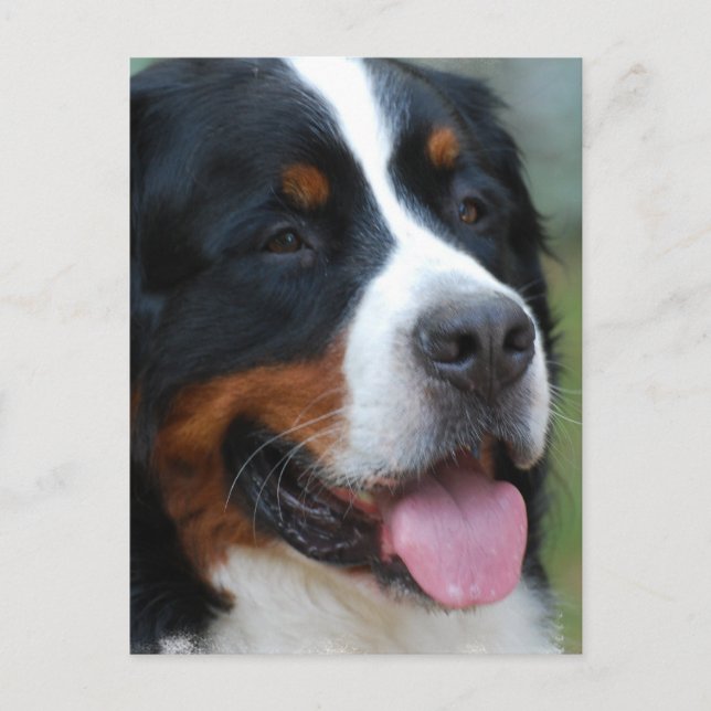 Sweet Bernese Postcard Postkarte (Vorderseite)