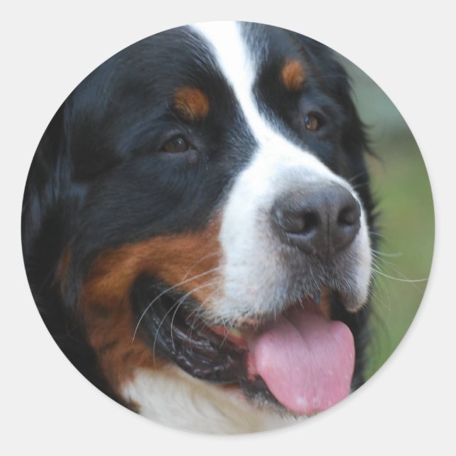 Sweet Bernese Sticker (Vorderseite)