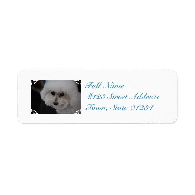 Sweet Bichon Frise (Vorne)