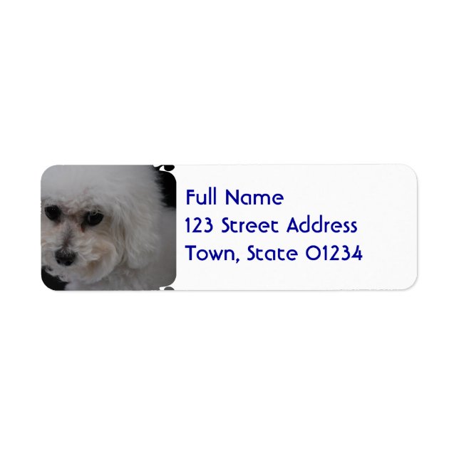 Sweet Bichon Frise (Vorne)