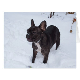 Sweet Black Bulldog Likes Snow