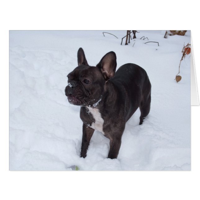 Sweet Black Bulldog Likes Snow (Vorderseite (Horizontal))