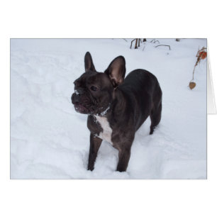 Sweet Black Bulldog Likes Snow