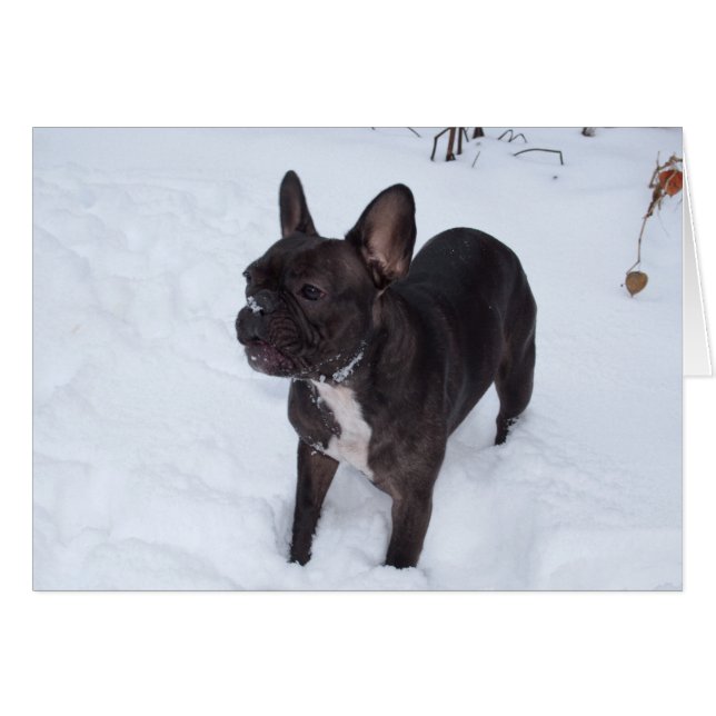 Sweet Black Bulldog Likes Snow (Vorderseite (Horizontal))
