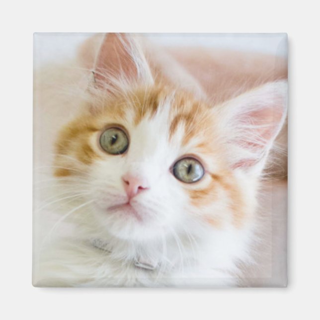 Sweet Blue Mit Augen Kitty Magnet (Vorne)