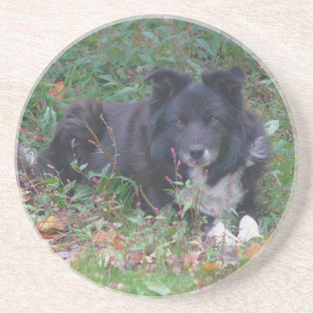 Sweet Border Collie Chien Dessous de verre de bois (Devant)