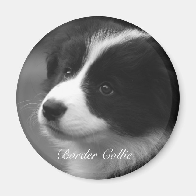 Sweet Border Collie Welpe Magnet (Vorne)