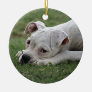 Sweet Boxer Puppy Keramikornament