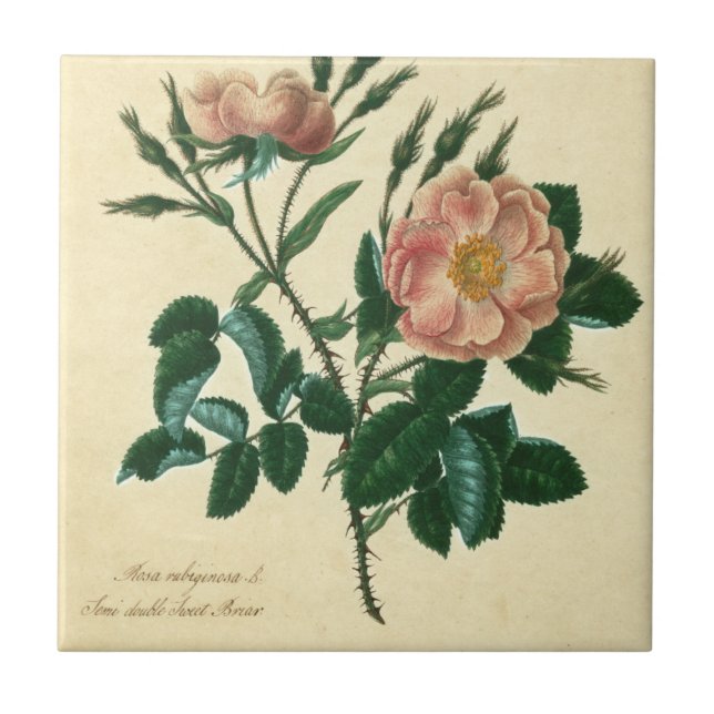 Sweet Briar Rose Fliese (Vorderseite)