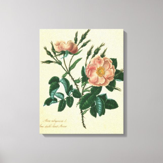 Sweet Briar Rose Leinwanddruck (Vorderseite)