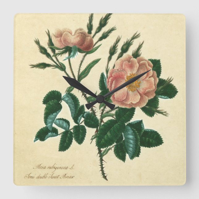 Sweet Briar Rose Quadratische Wanduhr (Vorderseite)