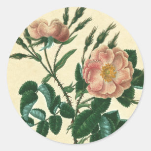 Sweet Briar Rose Runder Aufkleber