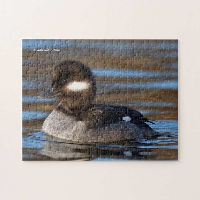 Sweet Bufflehead Duck in sonnenbeleuchteten Gewäss (Horizontal)