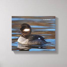 Sweet Bufflehead Duck in sonnenbeleuchteten Gewäss Leinwanddruck