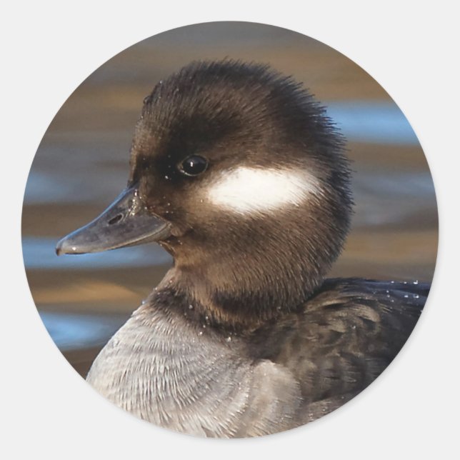 Sweet Bufflehead Duck in sonnenbeleuchteten Gewäss Runder Aufkleber (Vorderseite)