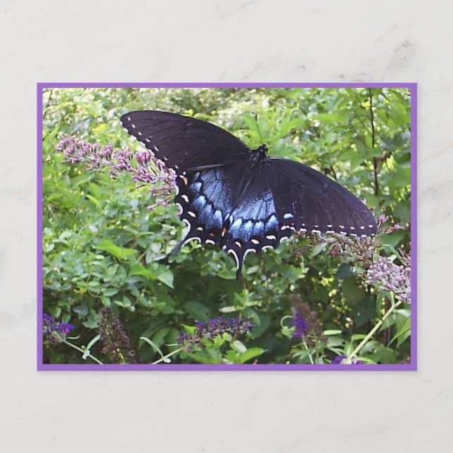 Sweet Butterfly Postcard Postkarte (Vorderseite)