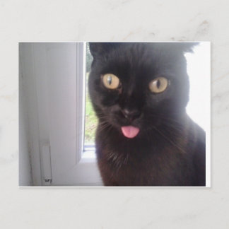 Sweet Cat Postkarte