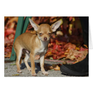 Sweet Charlie Chihuahua